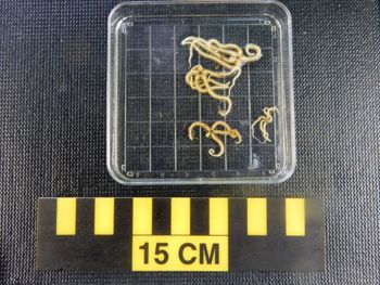 Media type: image;   Invertebrate Zoology 139717